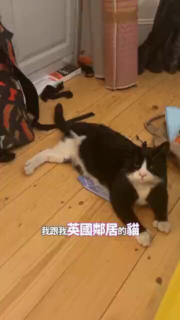 A tuxedo cat sitting on a brick wall